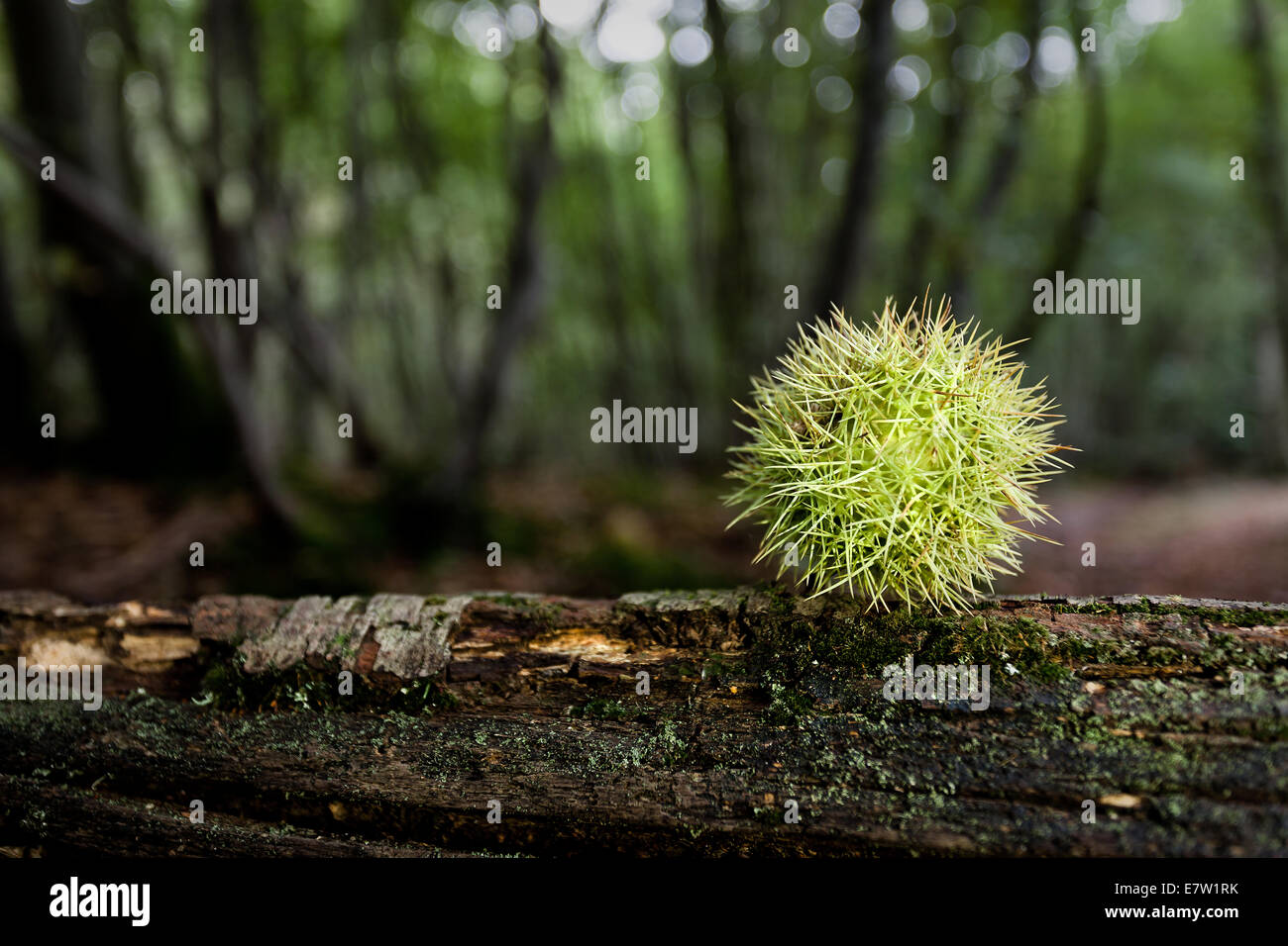 Conkers forest hi-res stock photography and images - Alamy