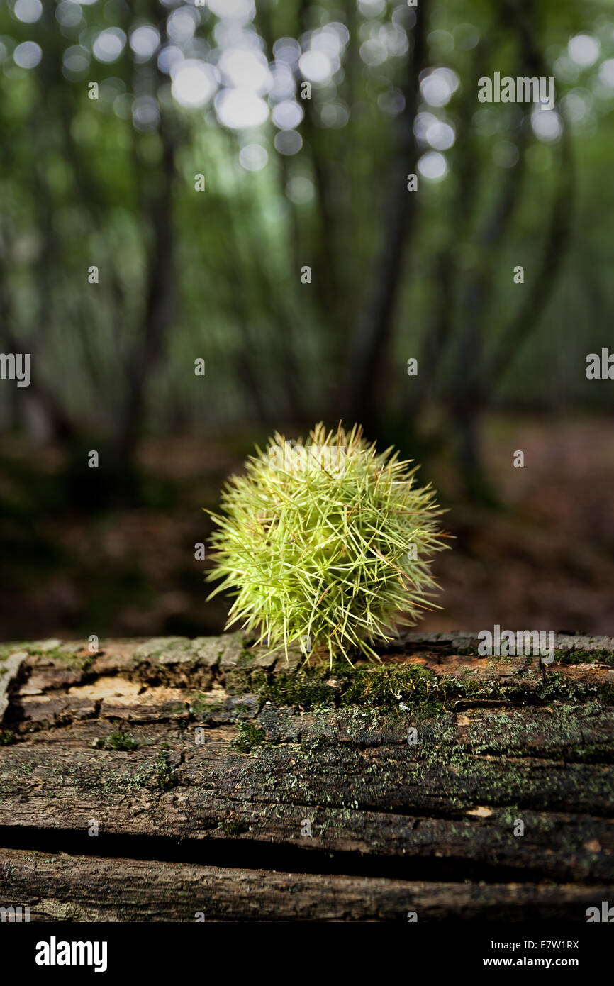 Conkers forest hi-res stock photography and images - Alamy