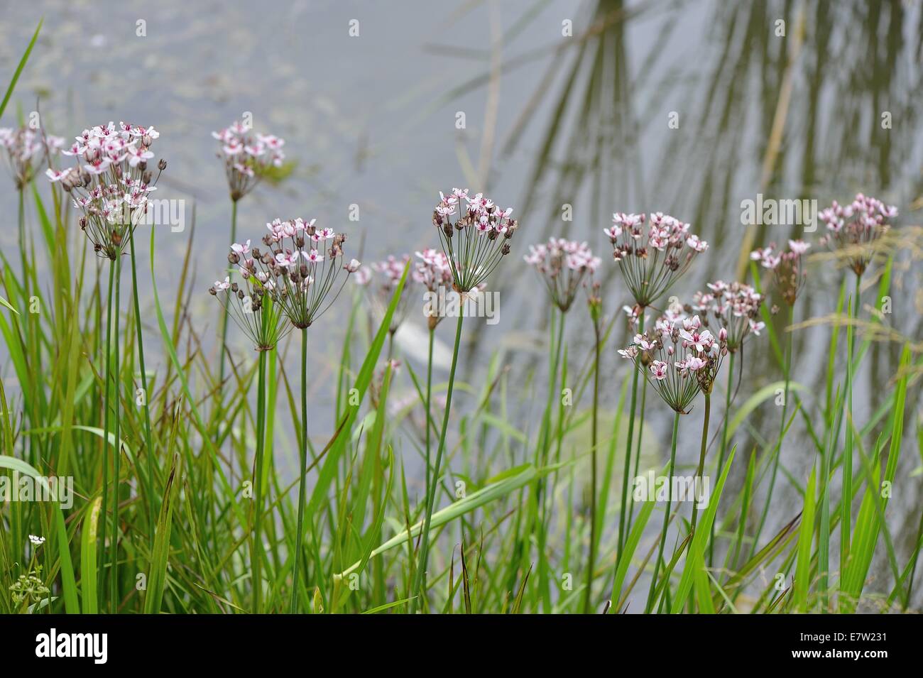 Flowering Rush - Grass Rush (Butomus umbellatus) flowering in summer at water edge Stock Photo