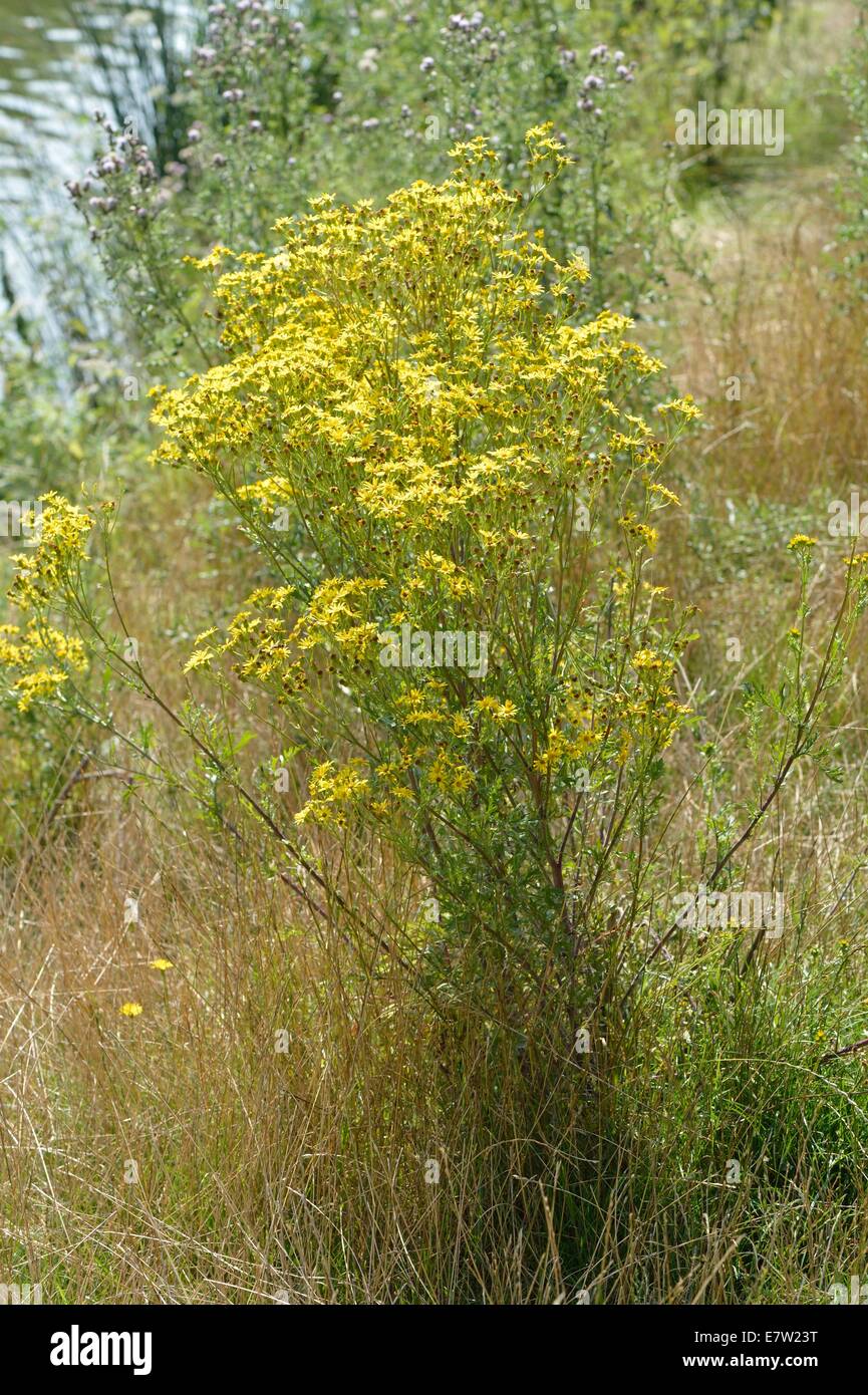 Oxford Ragwort (Senecio squalidus) flowering in summer Stock Photo