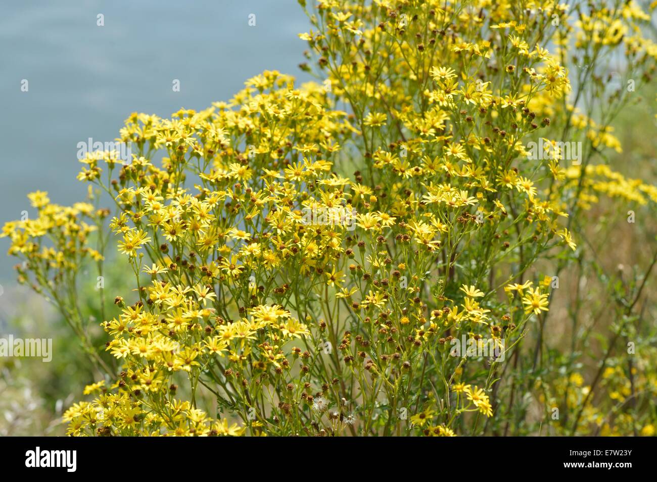 Oxford Ragwort (Senecio squalidus) flowering in summer Stock Photo