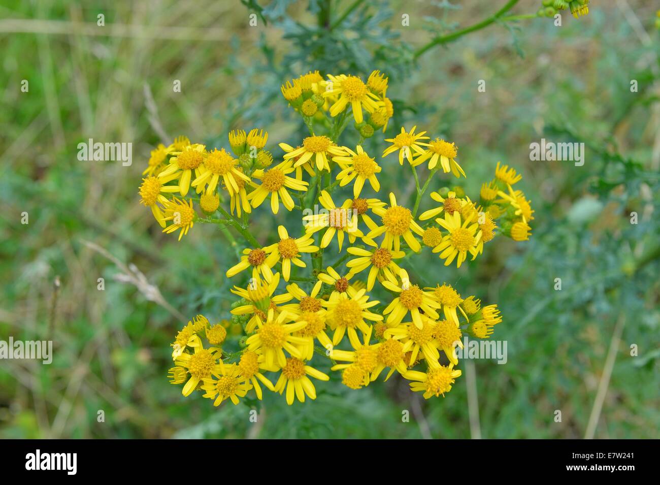 Oxford Ragwort (Senecio squalidus) flowering in summer Stock Photo