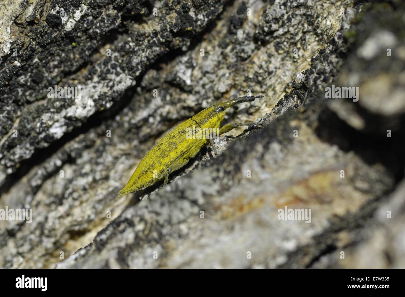 Elongated Been Weevil  - Stem Borer (Lixus algirus) on bark Provence - France Stock Photo