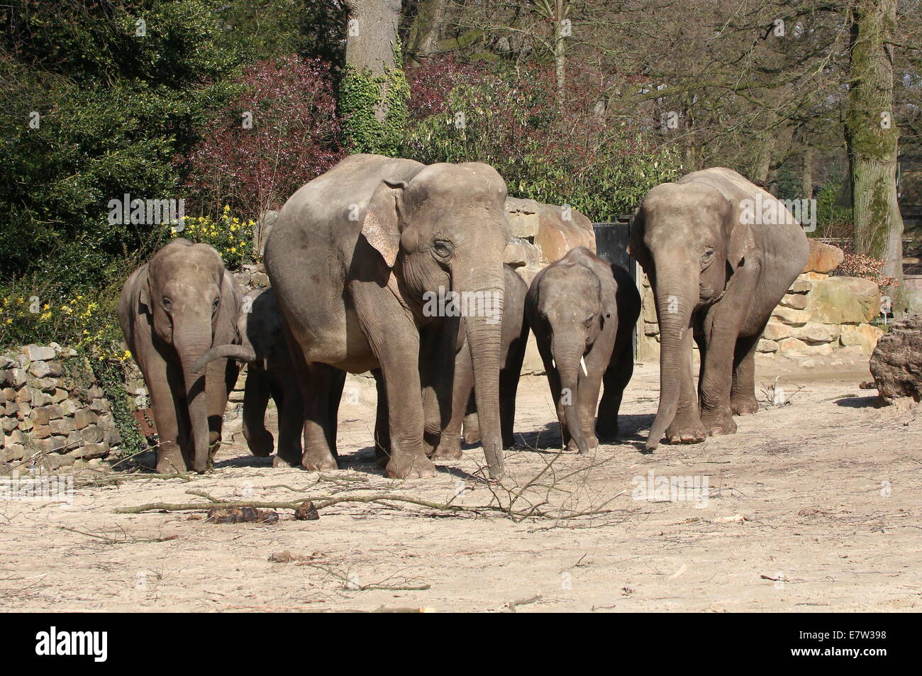 Group of 6 Asian elephant (Elephas maximus)  at Dierenpark Emmen Zoo, The Netherlands Stock Photo