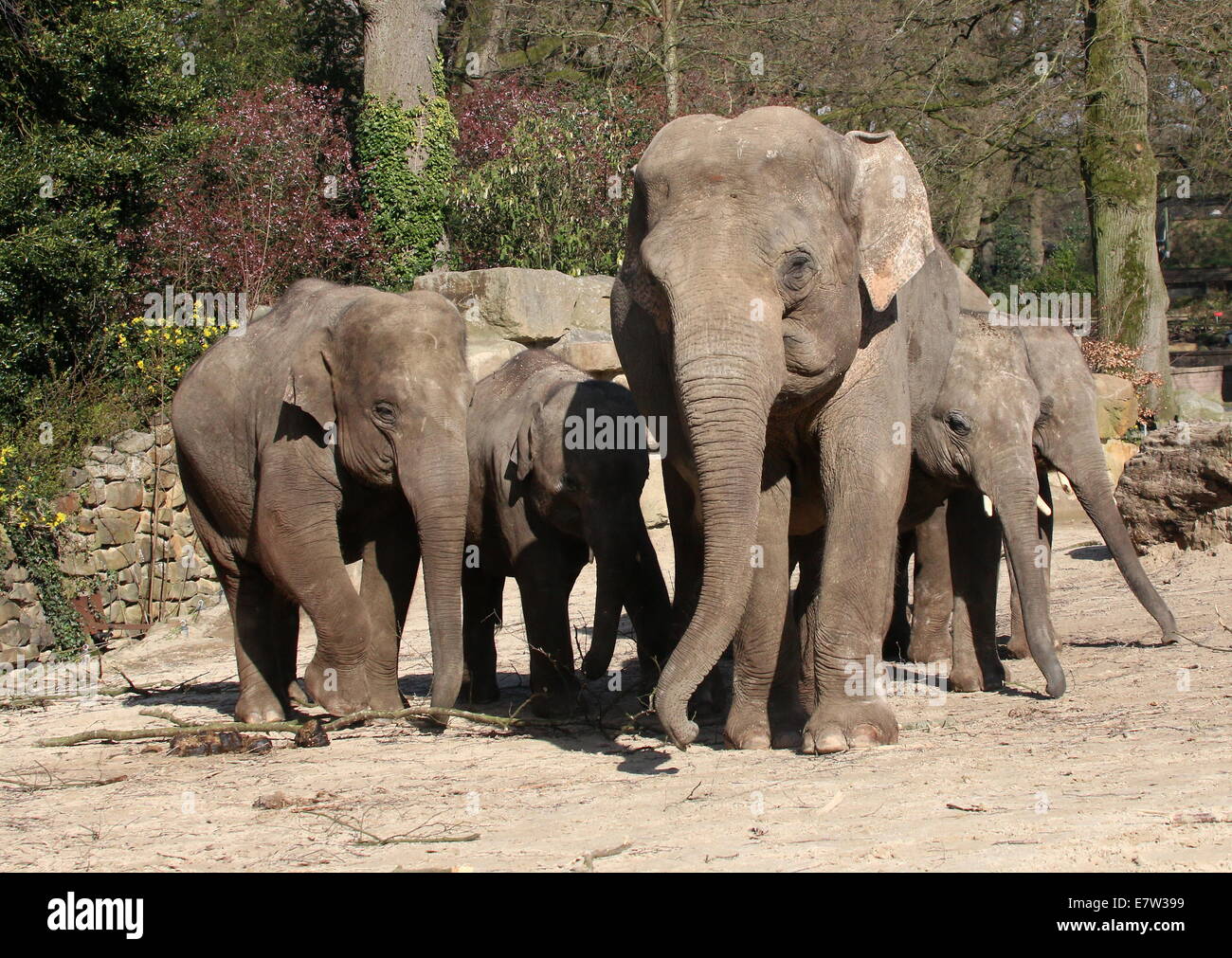 Group of 5 Asian elephant (Elephas maximus)  at Dierenpark Emmen Zoo, The Netherlands Stock Photo