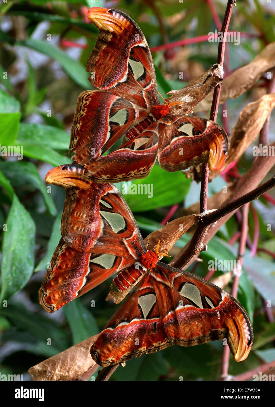 The Giant Male and female Atlas Moth (Attacus atlas) during courtship and mating Stock Photo