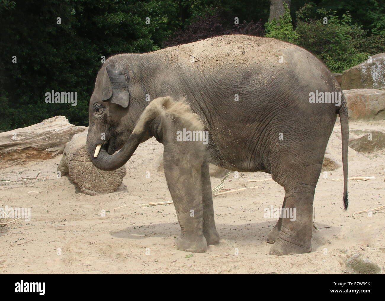 Young bull Asian elephant (Elephas maximus)  sand-bath, spraying sand over his body with his trunk Stock Photo