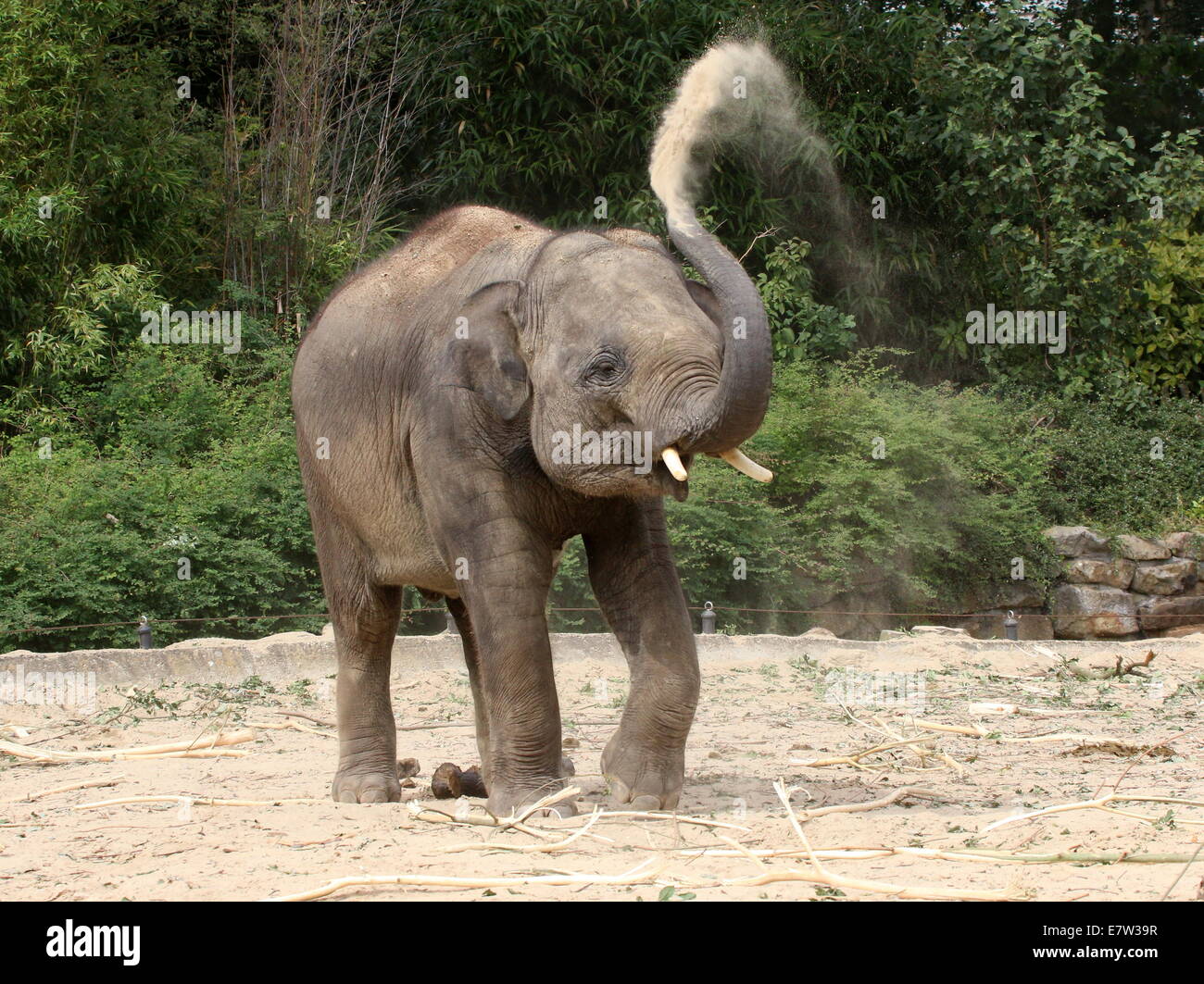 Young bull Asian elephant (Elephas maximus)  sand-bath, spraying sand over his body with his trunk Stock Photo