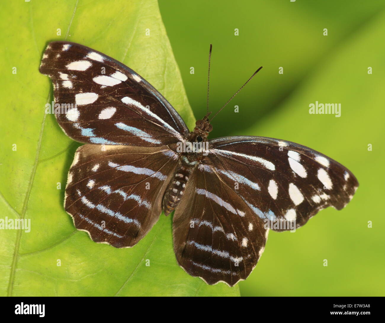 Tropical blue wave hi-res stock photography and images - Alamy