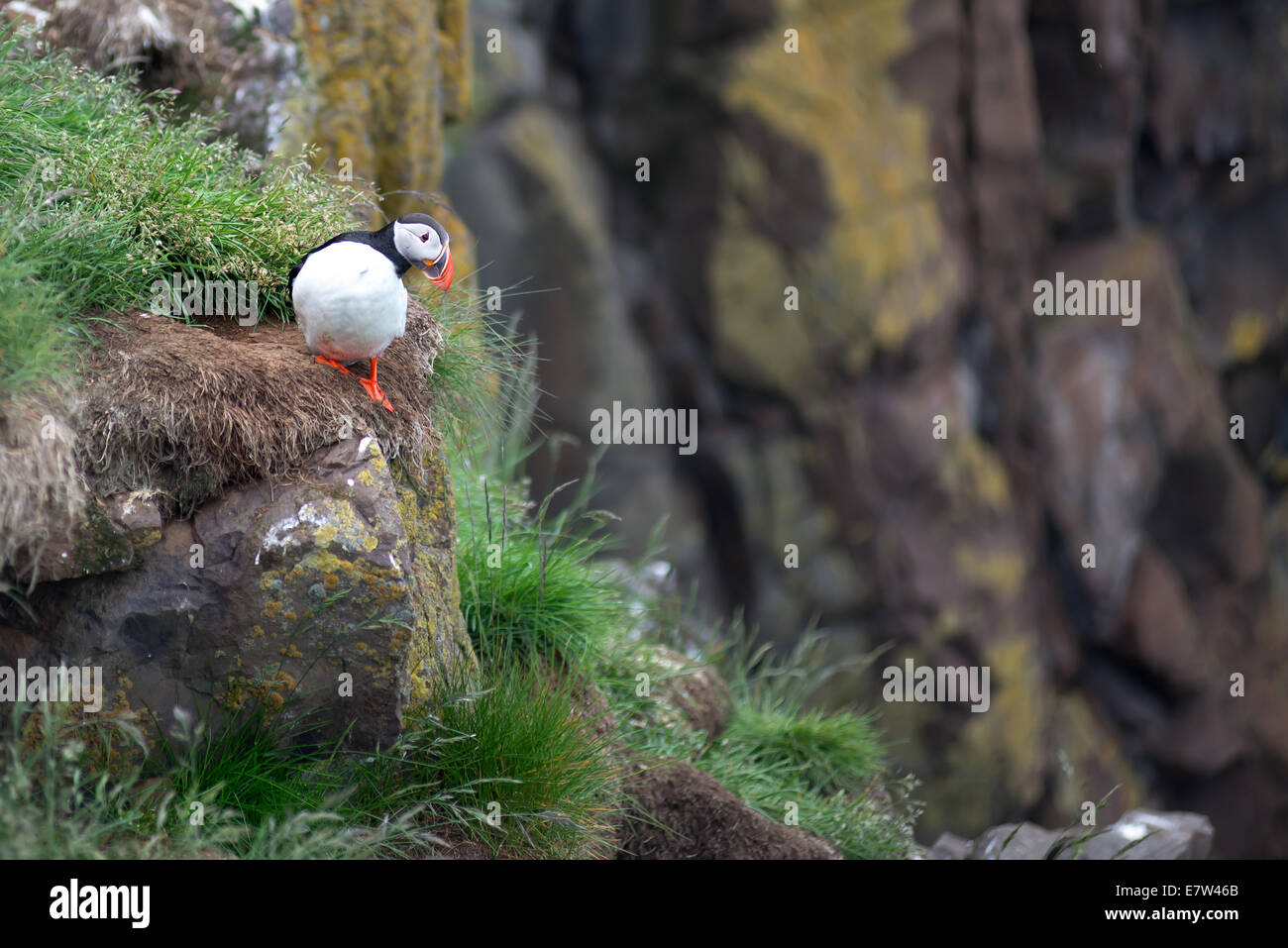 Atlantic Puffin, Fratercula artica in Borgarfjordur, Iceland Stock Photo