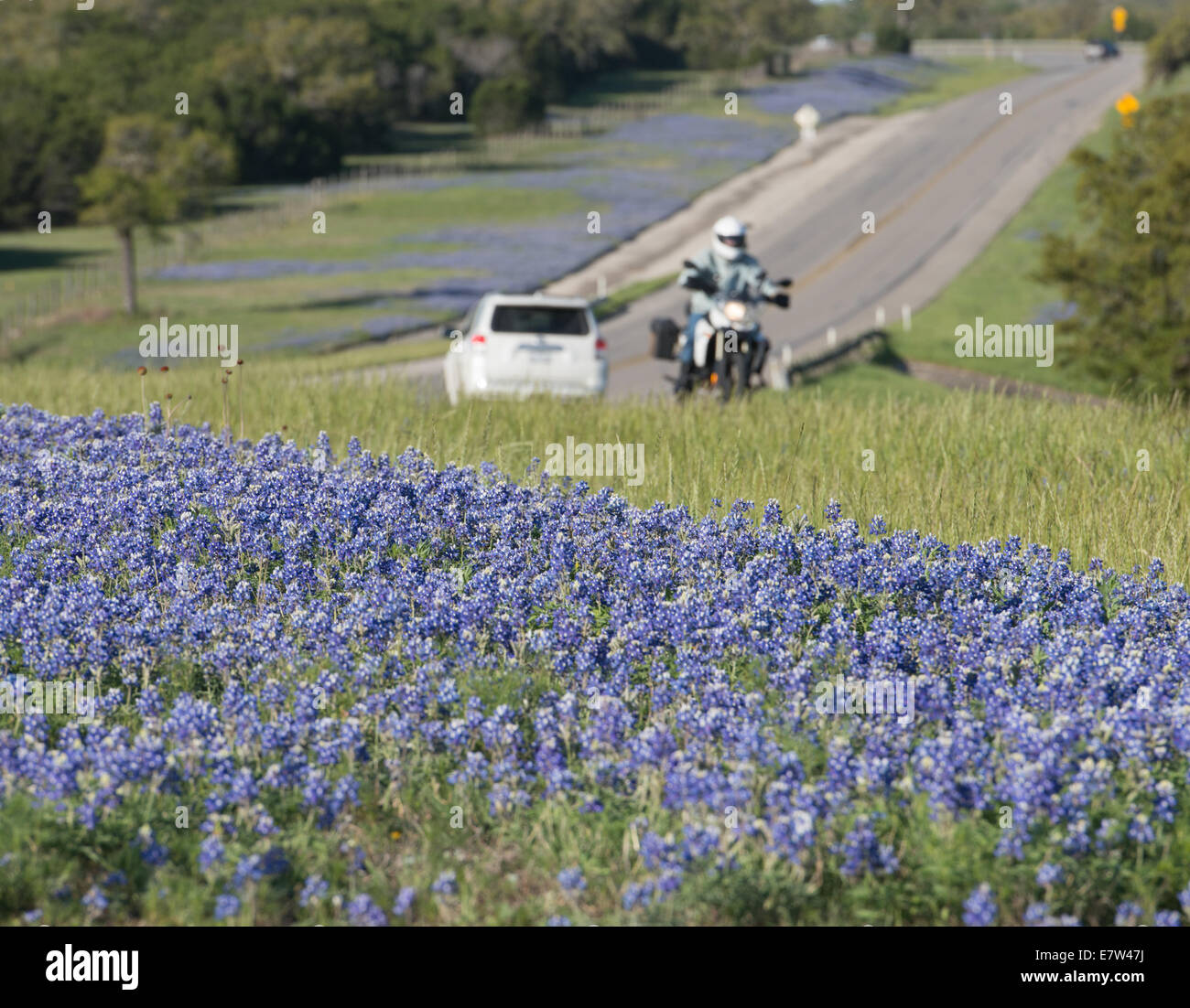Wild bluebonnets blossom each spring along the roadsides and pasture lands throughout Texas. Stock Photo