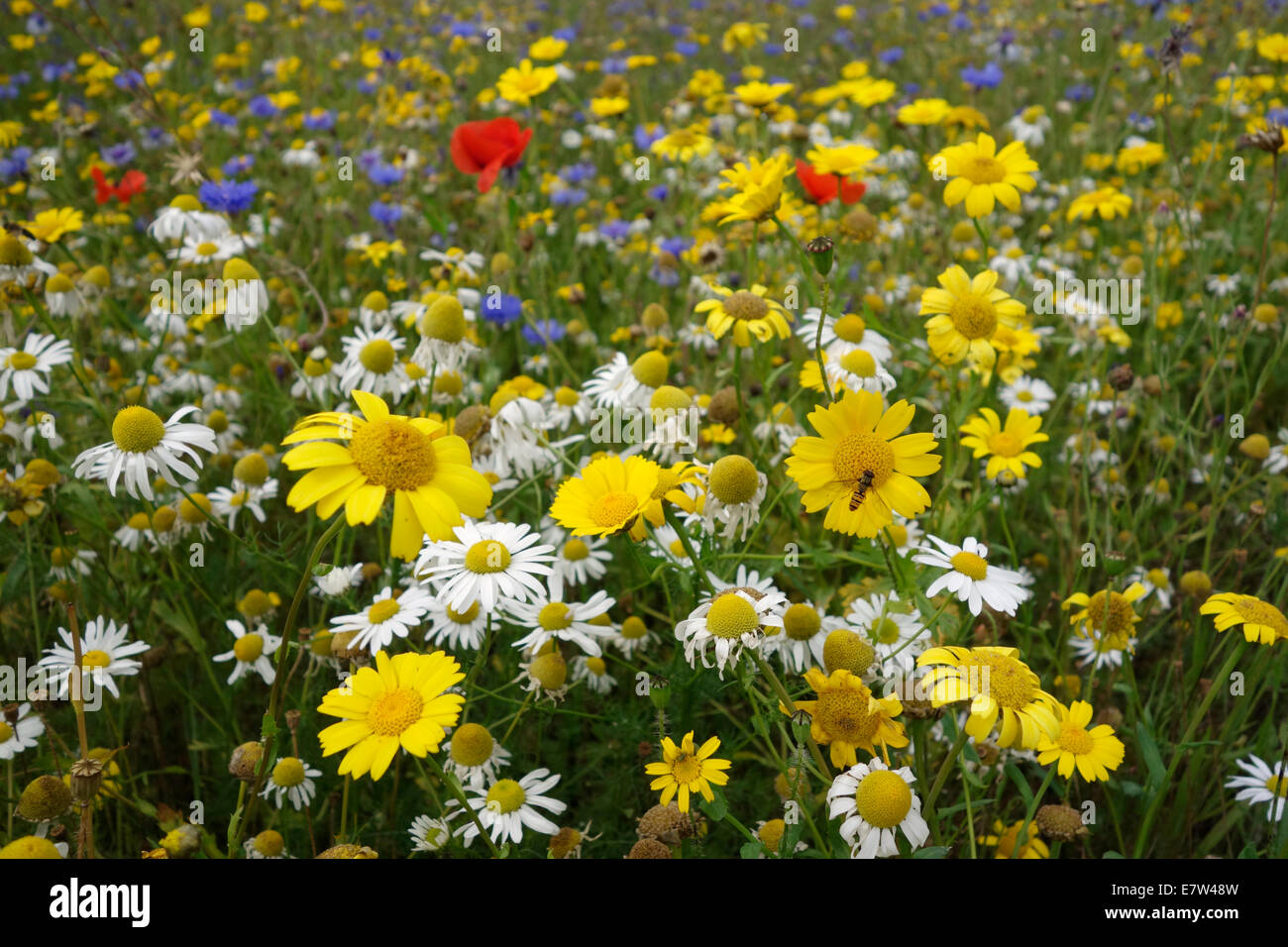 British wildflower meadow Stock Photo Alamy