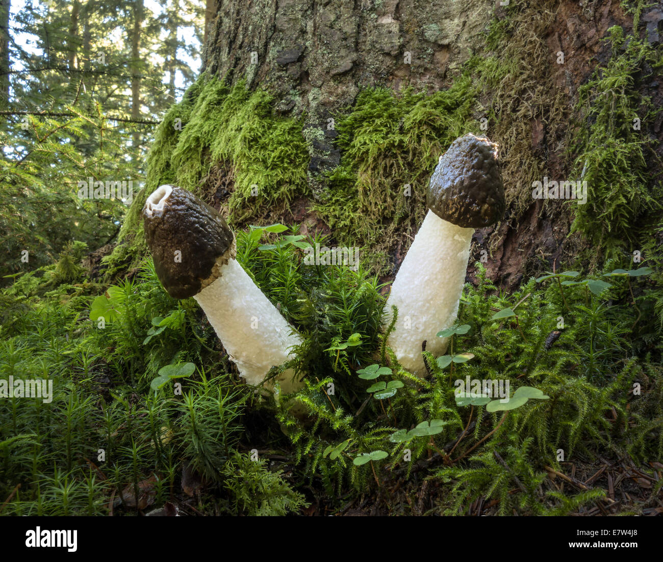 Two common stinkhorns - Phallus impudicus Stock Photo