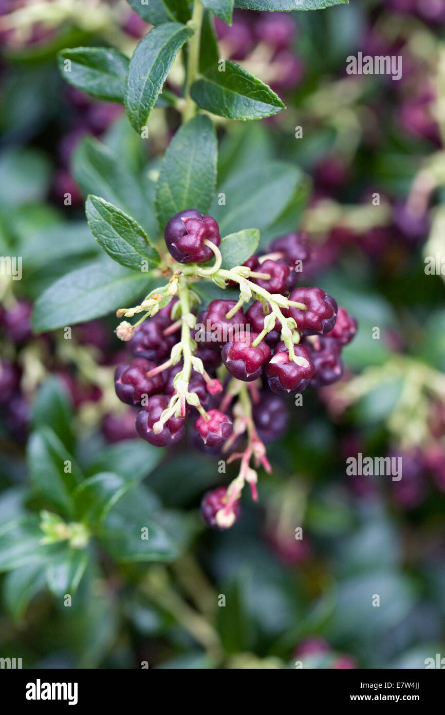 Gaultheria x wisleyensis berries. Stock Photo