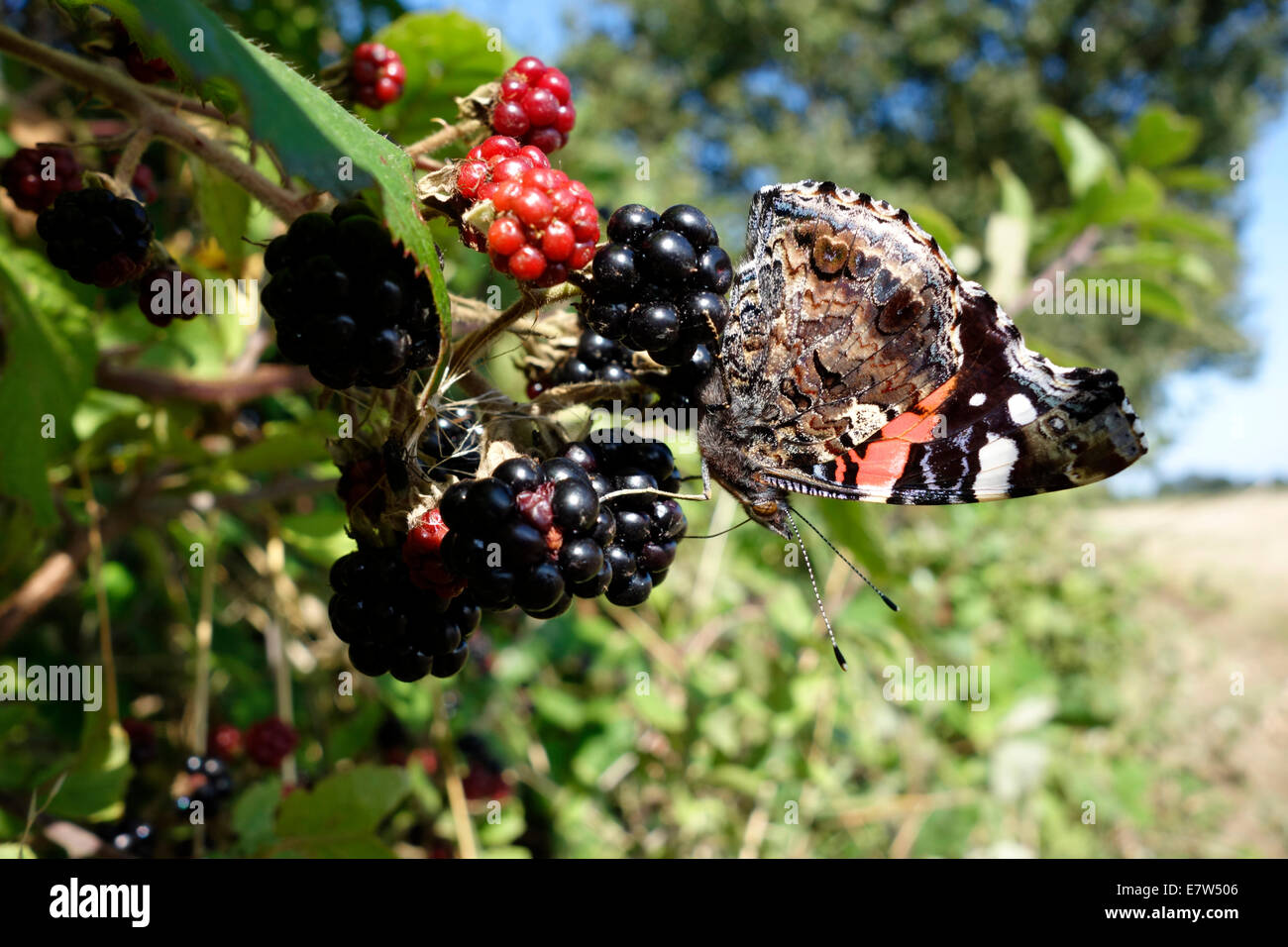 A red admiral butterfly (Vanessa atalanta) feeding on blackberries in a hedgerow Stock Photo