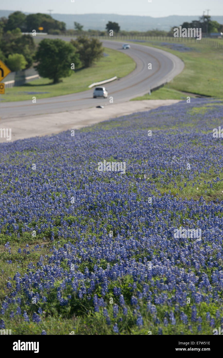 Wild bluebonnets blossom each spring along the roadsides and pasture lands throughout Texas. Stock Photo