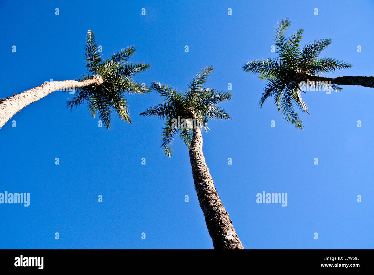 Tall Trees Catch The Most Wind High Resolution Stock Photography And Images Alamy Tall Trees Catch The Most Wind High Resolution Stock Photography And Images Alamy