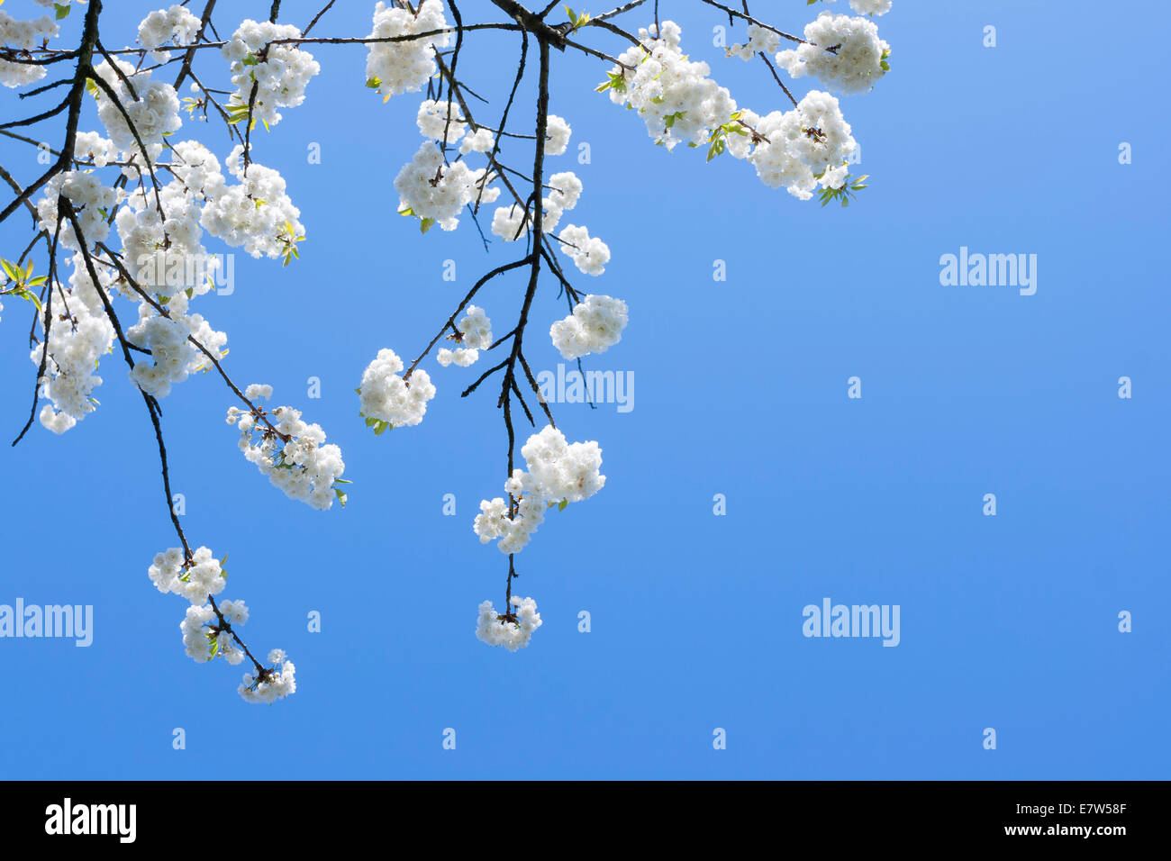 Beautiful white flower branch with a blue sky in the background Stock ...