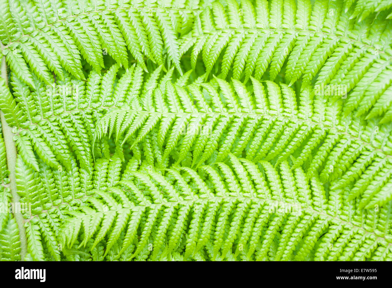 Green fern hi-res stock photography and images - Alamy