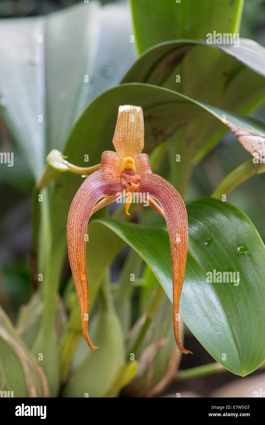 Orchid: Bulbophyllum Jersey Gx i (Lobbii x Echinolabium) Stock Photo