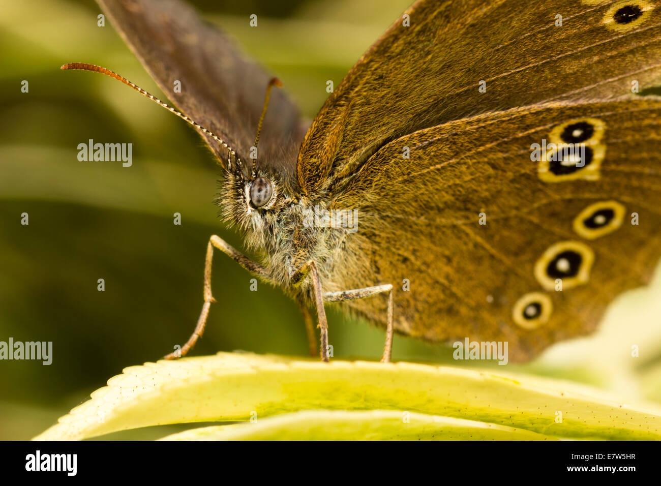 Ringlet butterfly, Aphantopus hyperantus, shot from ahead and below to show head and underwings Stock Photo