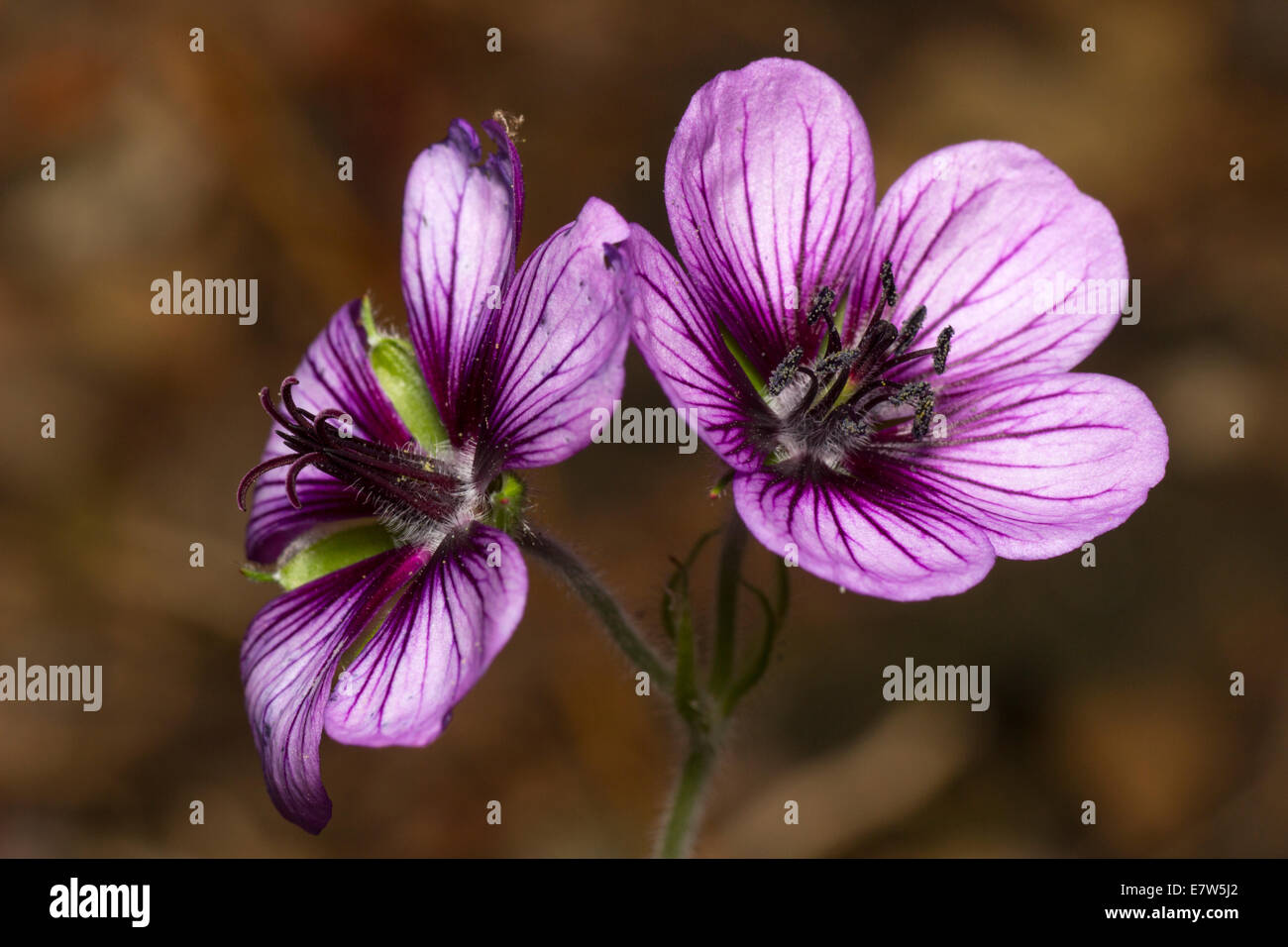 Twin flowers of the spreading hardy geranium, 'Salome' Stock Photo