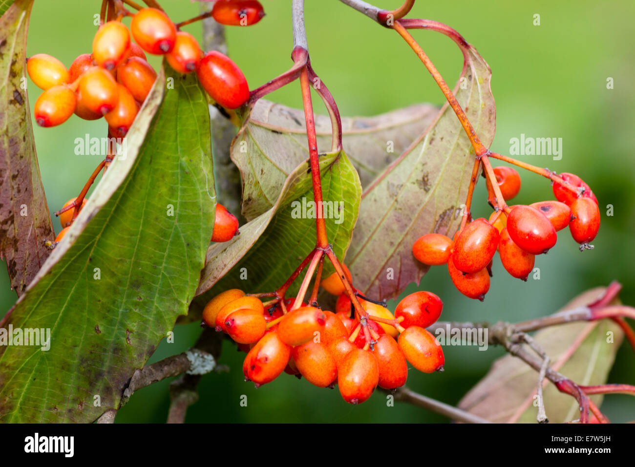 Red-orange berries of the autumn fruiting Viburnum setigerum Stock Photo