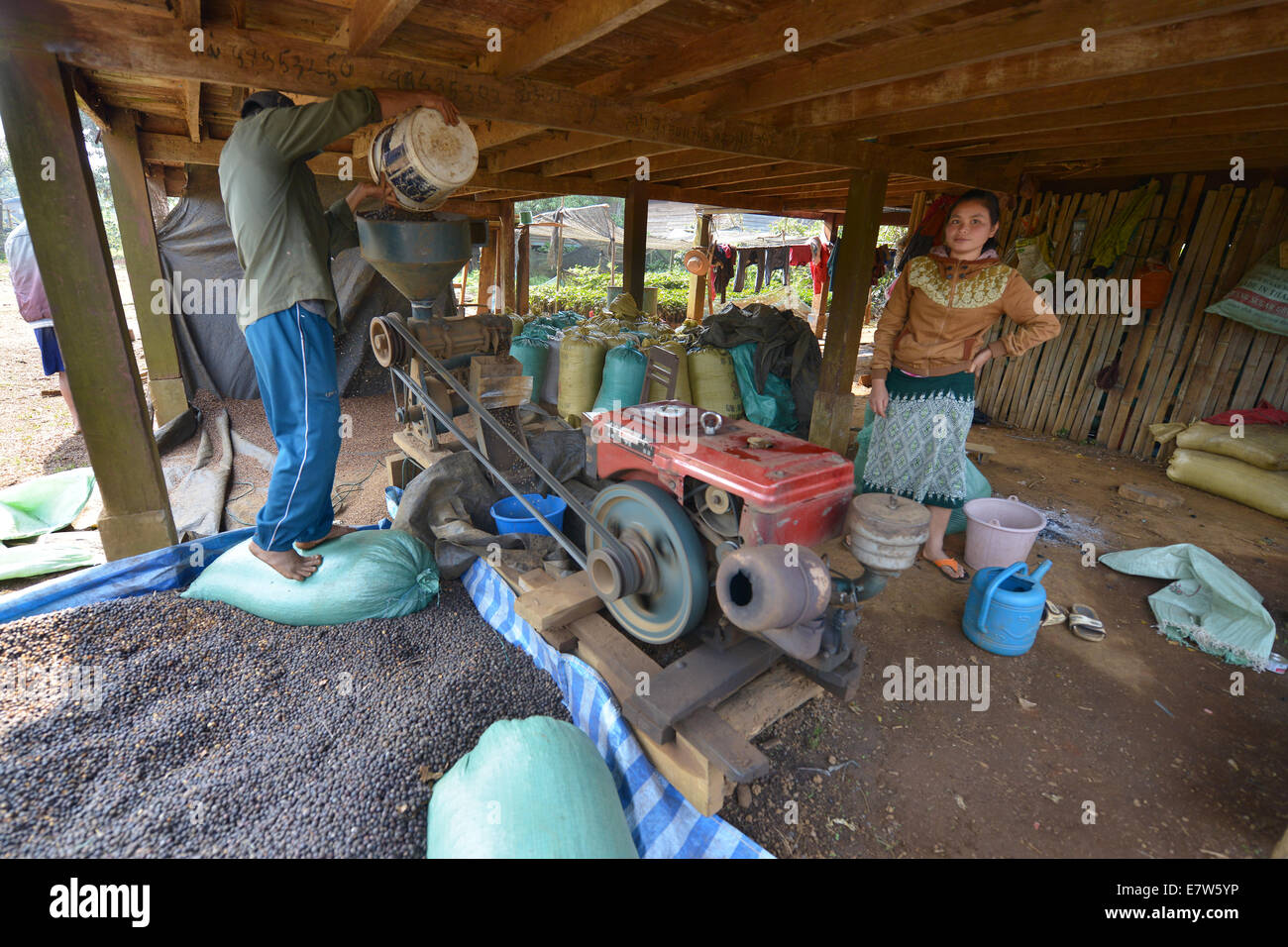Paksong, Laos March 17, 2014 Coffee farmer is using coffee hulling