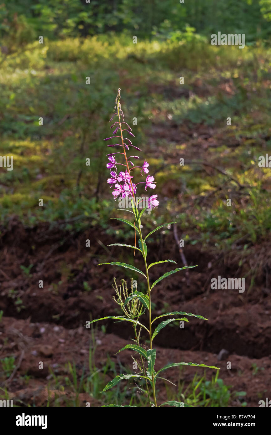 Brown rosebay willowherb hi-res stock photography and images - Alamy