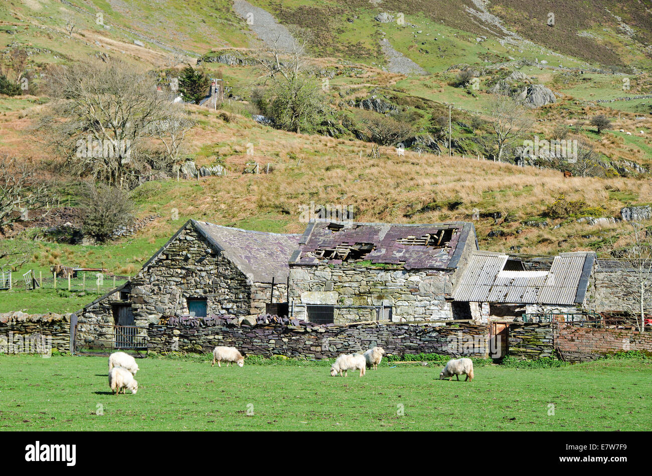Sheep and delapidated farm buildings, Snowdonia National Park, Wales. Stock Photo