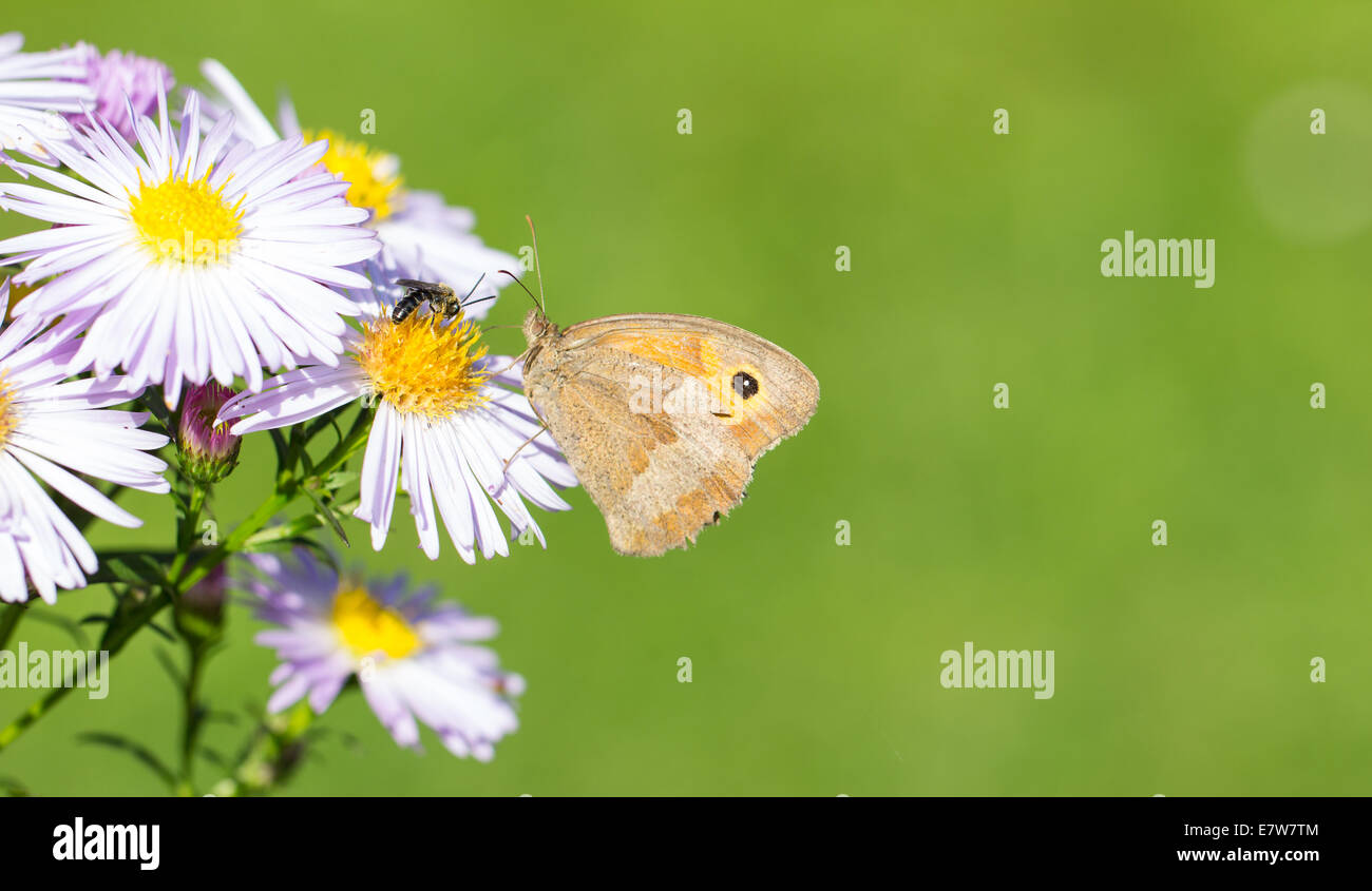 Dusky Meadow Brown Butterfly On Wild Chrysanthemum Stock Photo