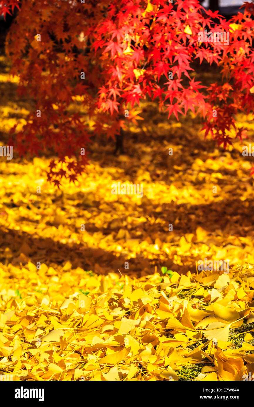 Autumn Colors in Eikando Temple, Kyoto, Kansai, Japan for adv or others ...