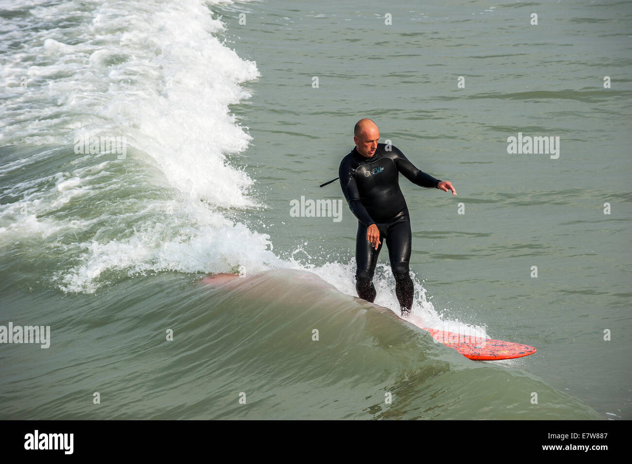 Middle-aged surfer in black wetsuit riding wave on surfboard as it breaks along the North Sea coast Stock Photo