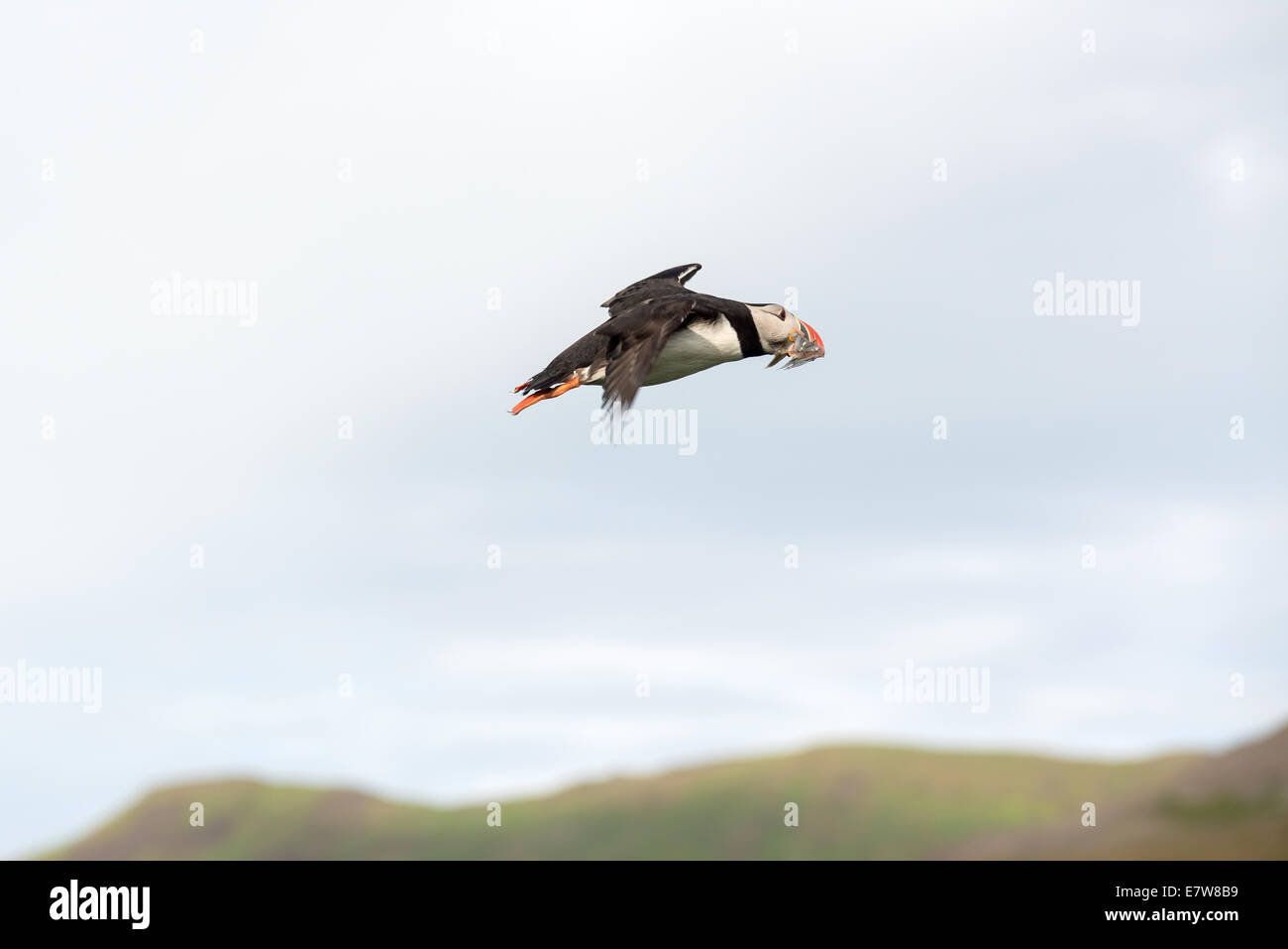 Atlantic Puffin, Fratercula artica in flight, Borgarfjordur, Iceland Stock Photo