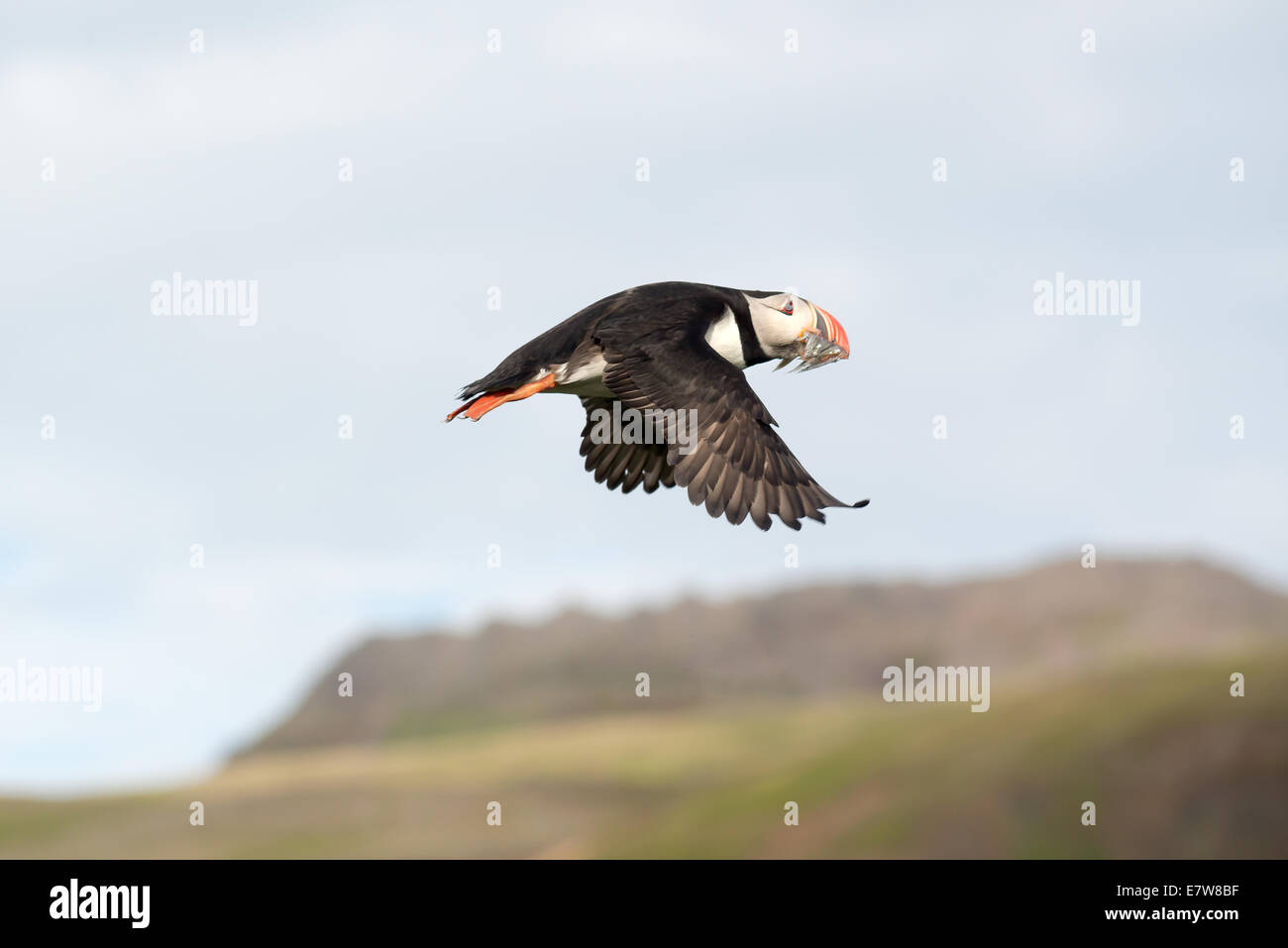 Atlantic Puffin, Fratercula artica in flight, Borgarfjordur, Iceland Stock Photo