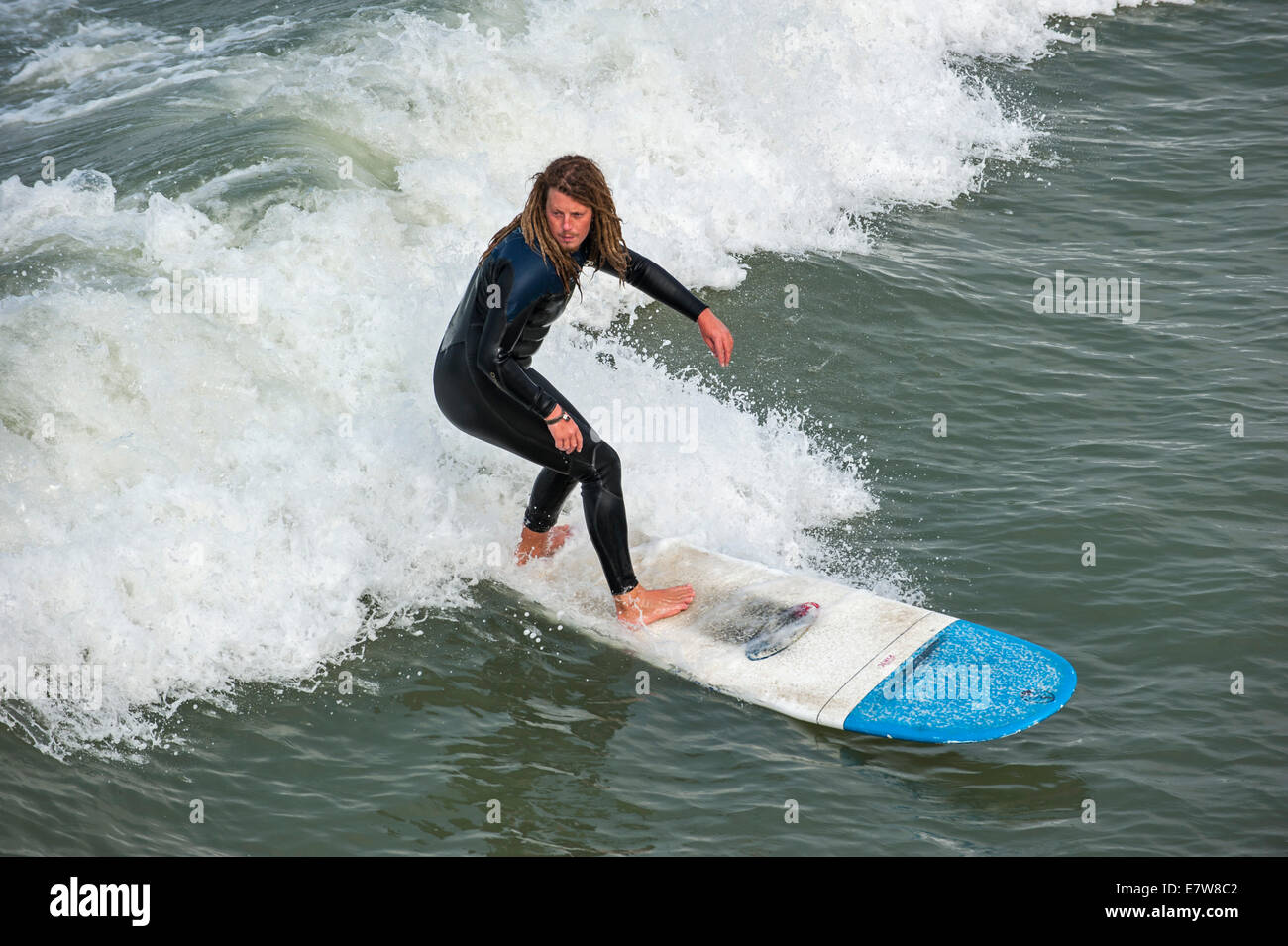 Surfer with dreadlocks in black wetsuit riding wave on surfboard as it breaks along the North Sea coast Stock Photo