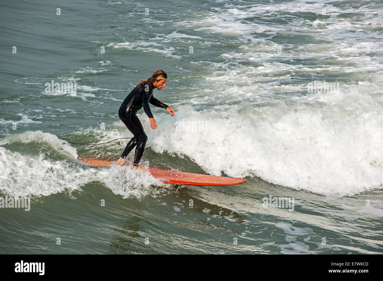 Surfer in black wetsuit riding wave on surfboard as it breaks at sea Stock Photo