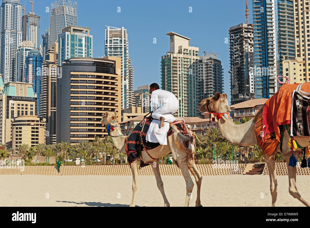 DUBAI, UAE - NOVEMBER 11: High rise buildings and camel on the beach in Dubai Marina, on November 11, 2013, Dubai, UAE. In the c Stock Photo