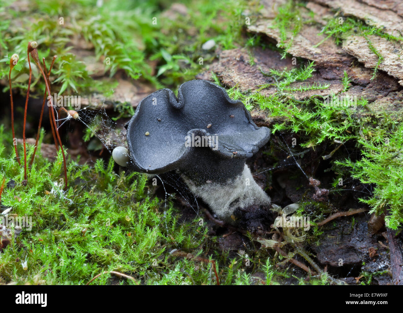 Holwaya mucida mushroom Stock Photo
