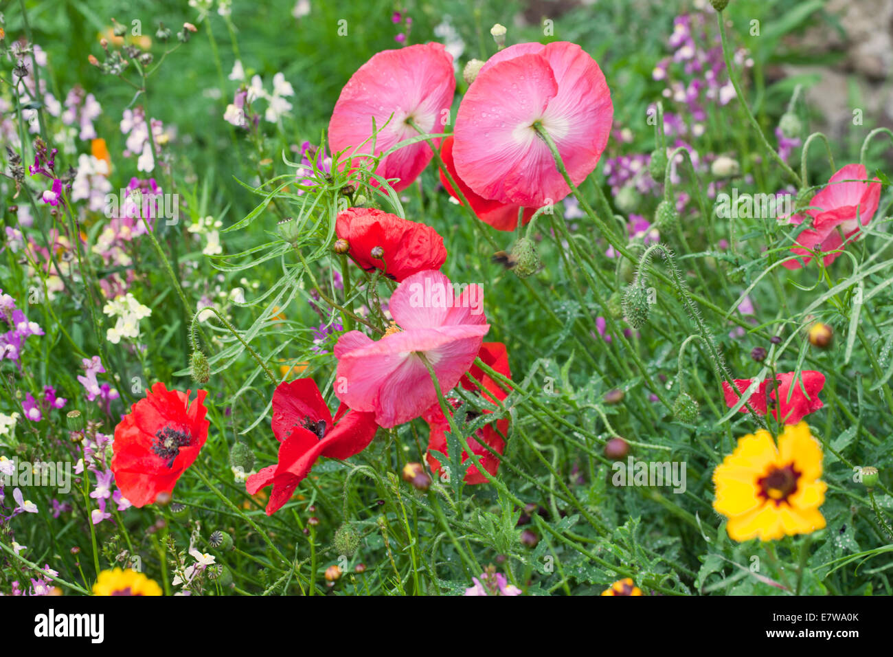 Wildflowers and border hi-res stock photography and images - Alamy