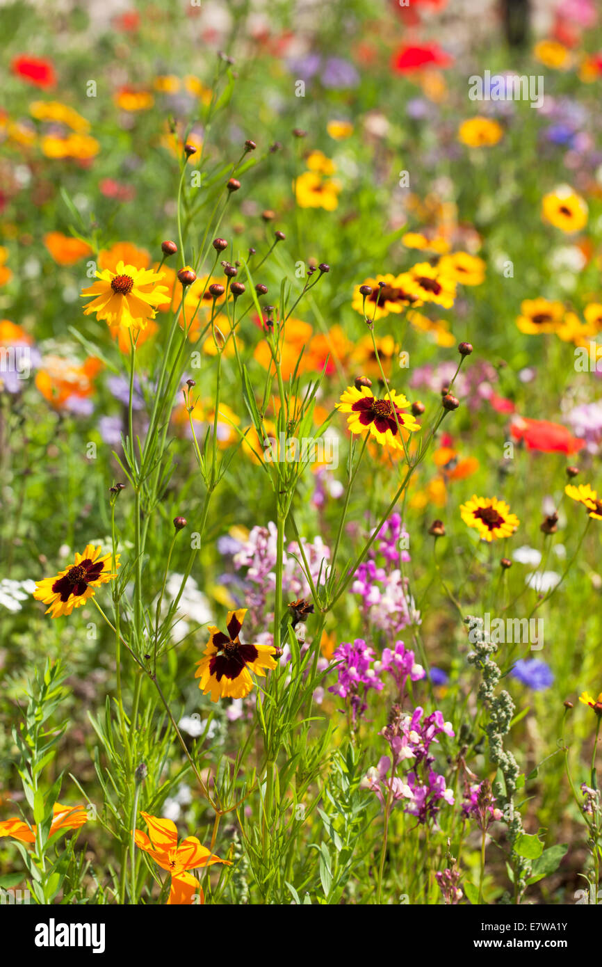 Wildflowers in garden border hi-res stock photography and images - Alamy