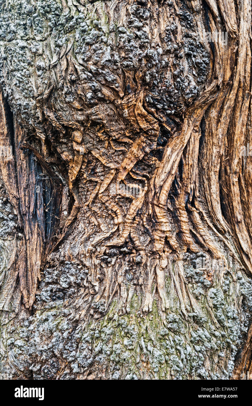The Royal Botanic Gardens, Kew, London. The wrinkled bark of an old Sweet Chestnut or Spanish Chestnut tree (castanea sativa) Stock Photo