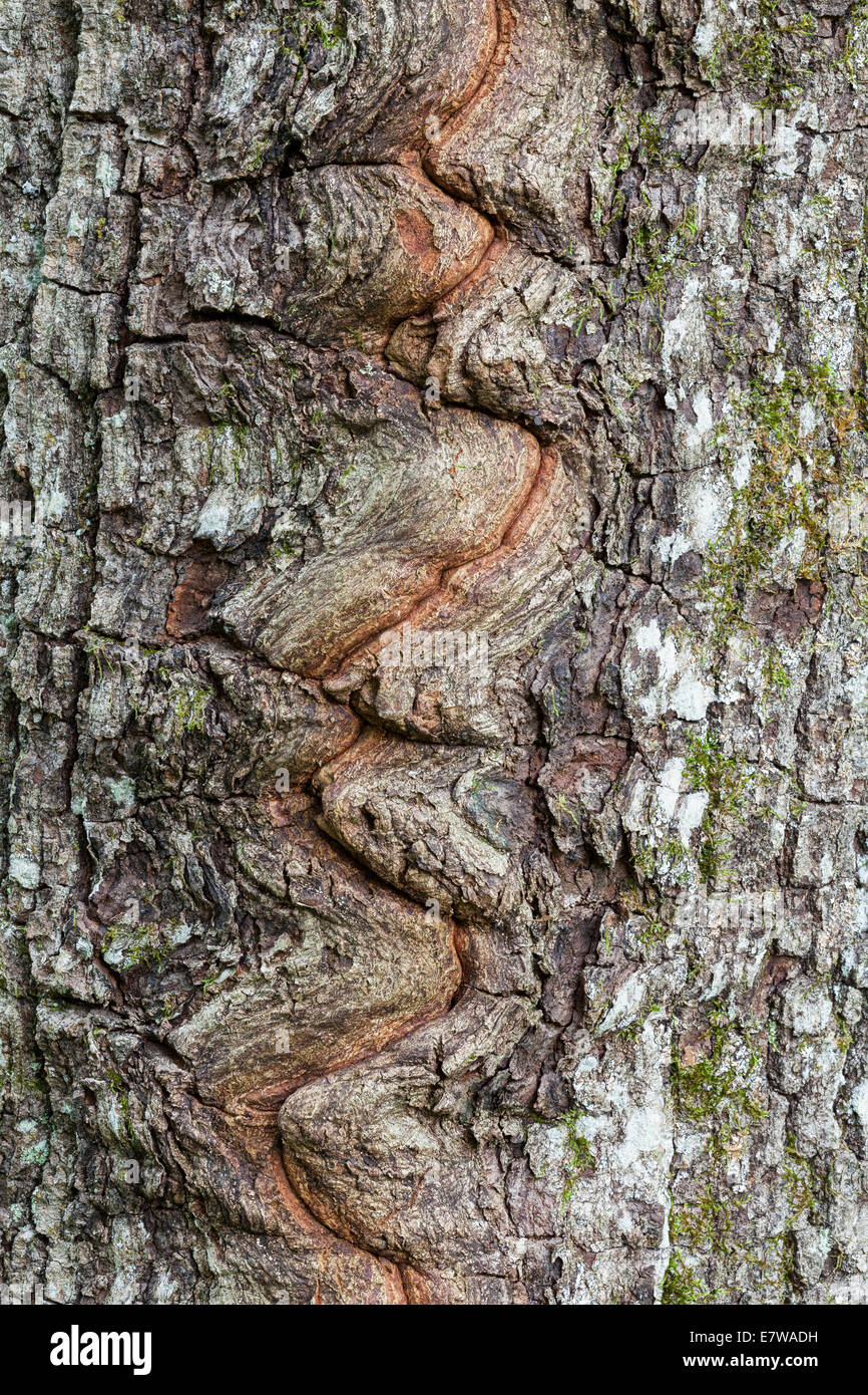 Oak tree bark Stock Photo Alamy
