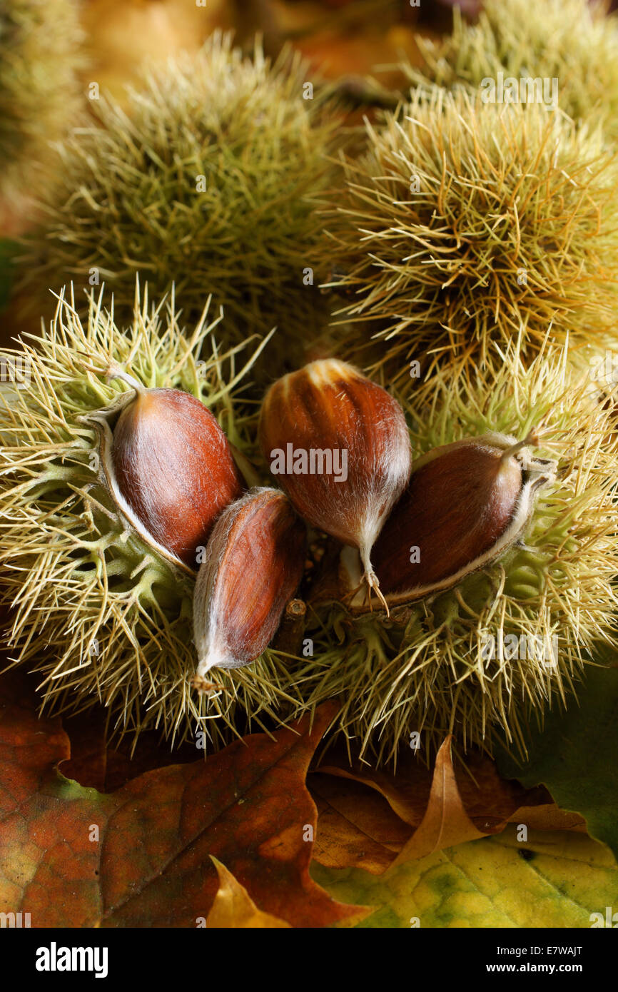 Chestnut leaves chestnuts on hi-res stock photography and images - Alamy
