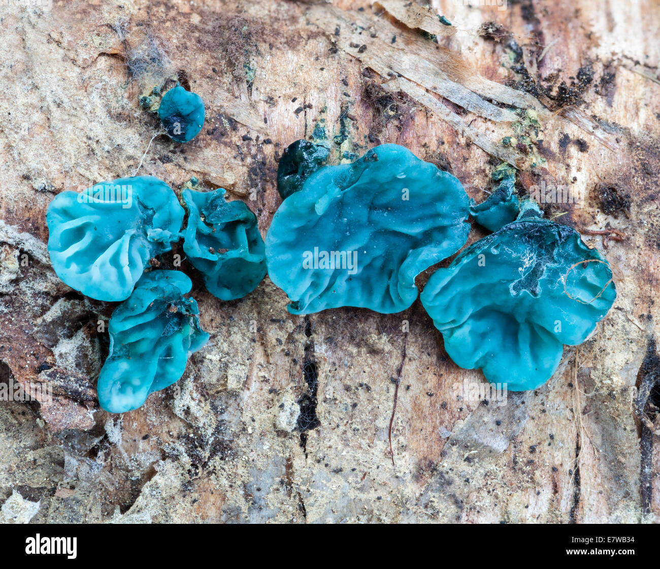 Green Elfcup mushroom Stock Photo