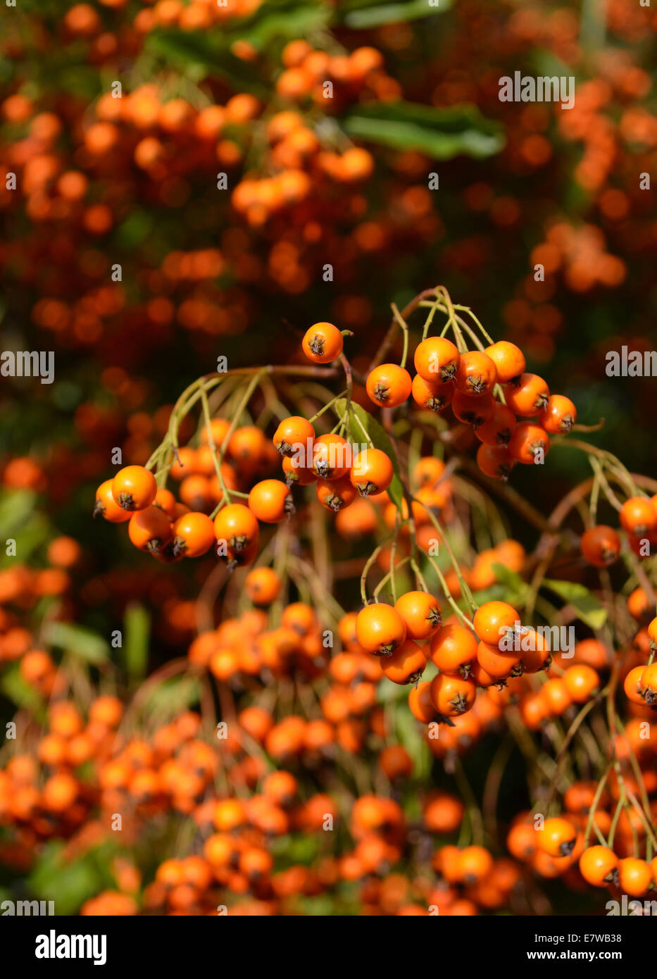 Orange berries of Pyracantha in Autumn Stock Photo