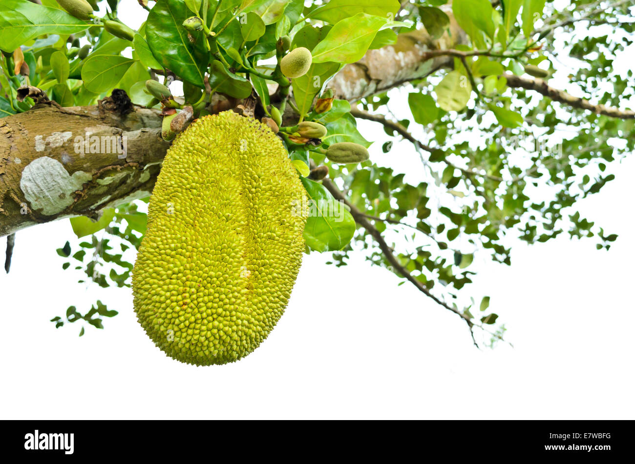 Jackfruit is a tropical fruit ripening on the tree. Stock Photo