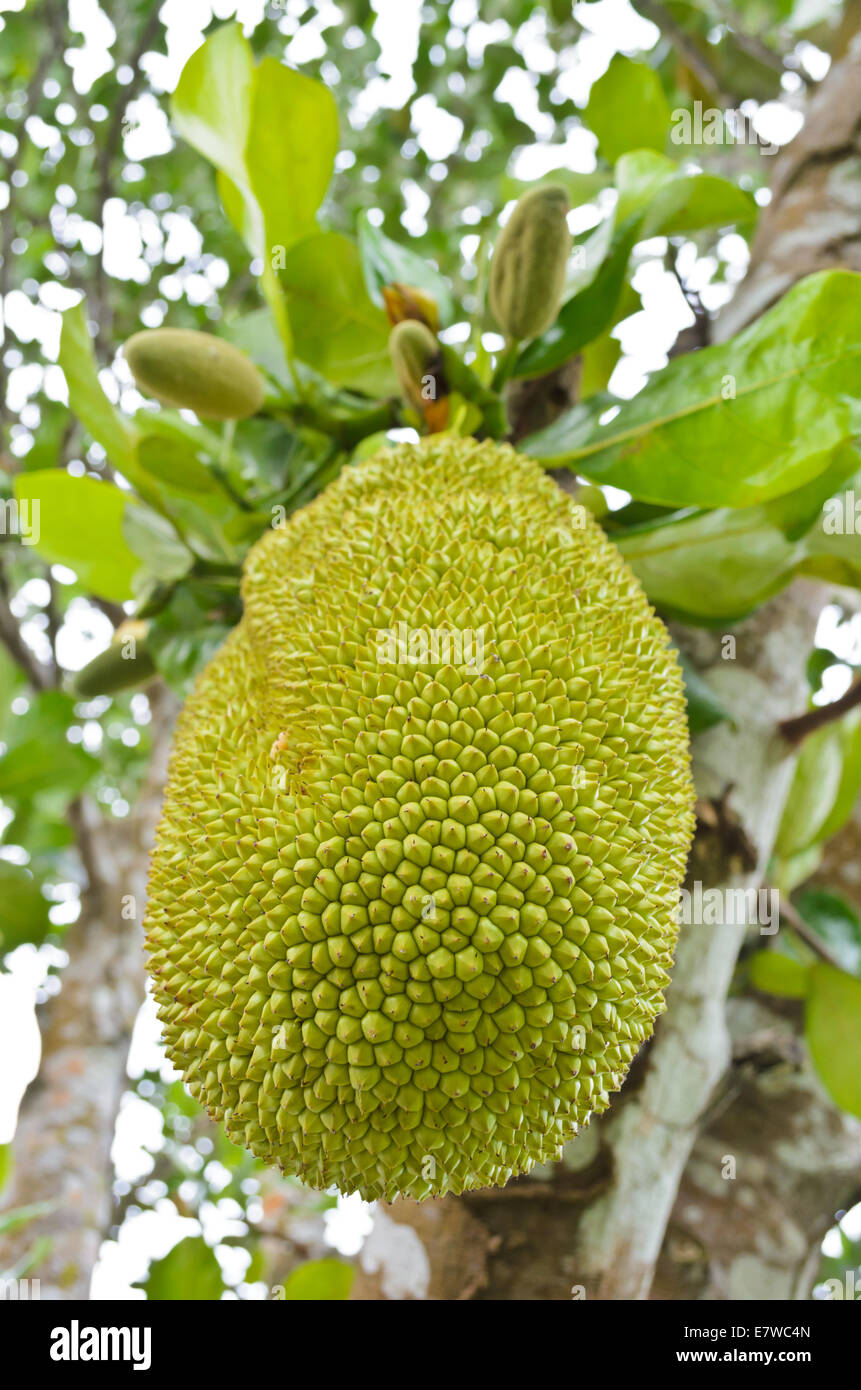 Jackfruit is a tropical fruit ripening on the tree. Stock Photo