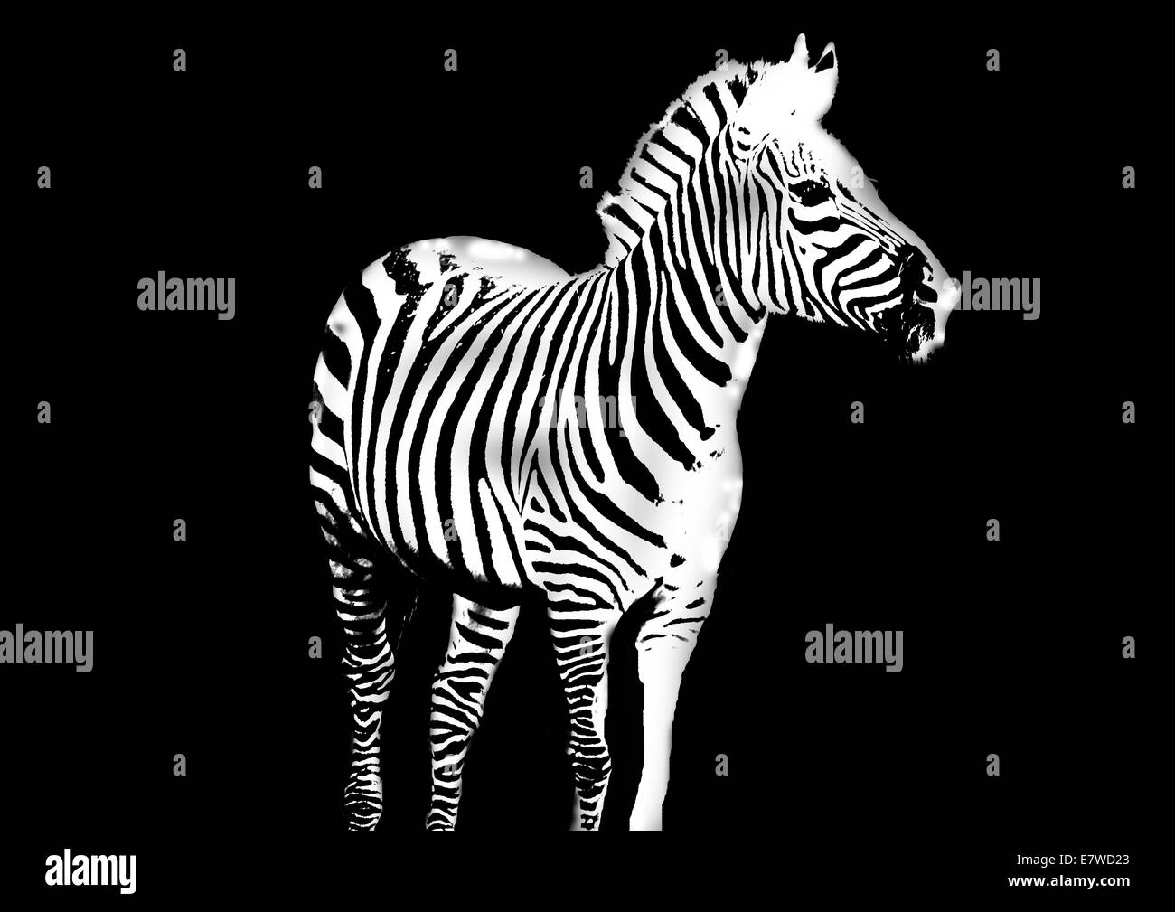 Zebra in high contrast Black and White on black background Stock Photo