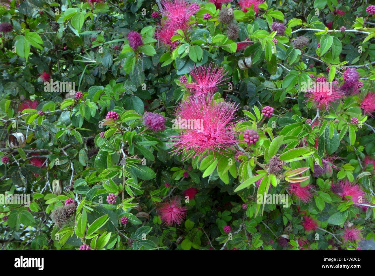 Red Powderpuff growing in a South Florida Garden Stock Photo